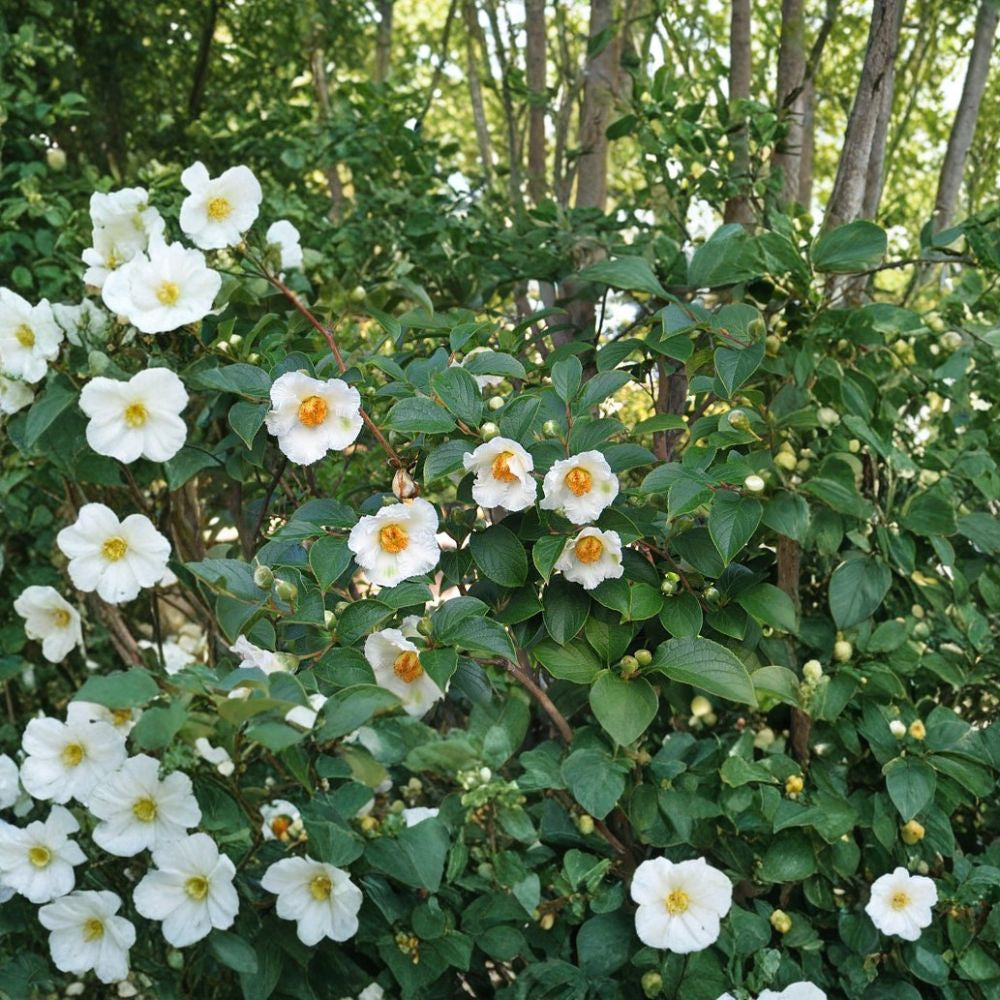 Japanese Stewartia – Stewartia pseudocamellia 30 Seeds | Showy Flowering Tree | Cold Hardy Exfoliating Bark | Brilliant Fall Color | Bonsai Friendly