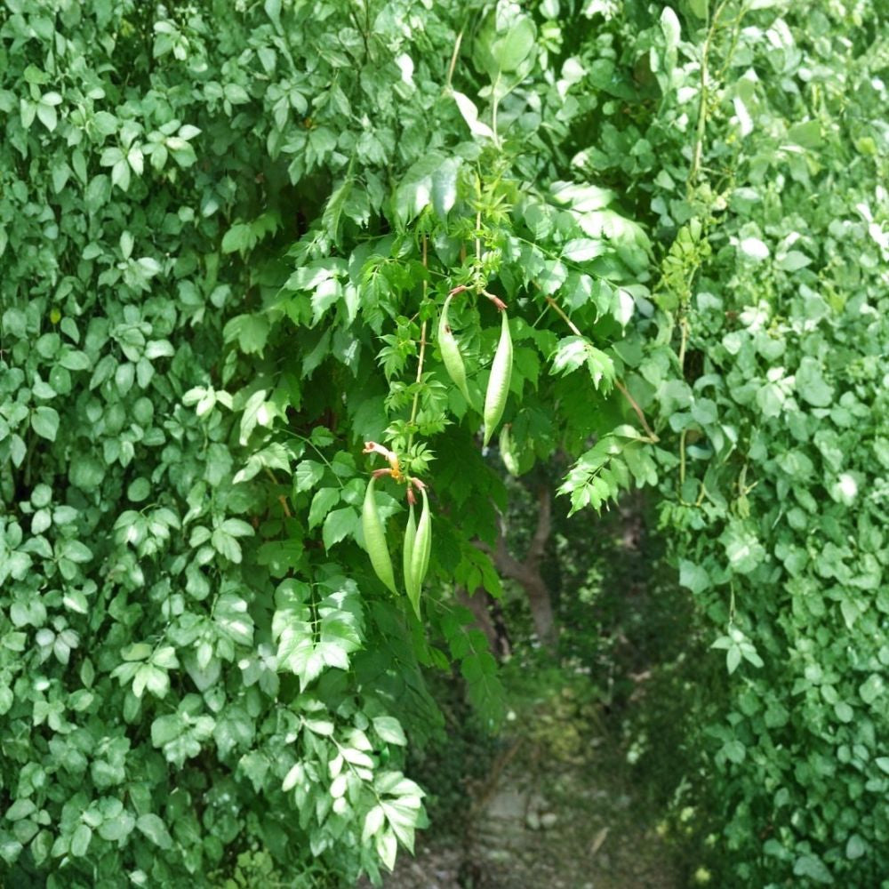 Trumpet Creeper – Campsis radicans Seeds | 800 Seeds | Fast Growing Hardy Vine | Attracts Hummingbirds