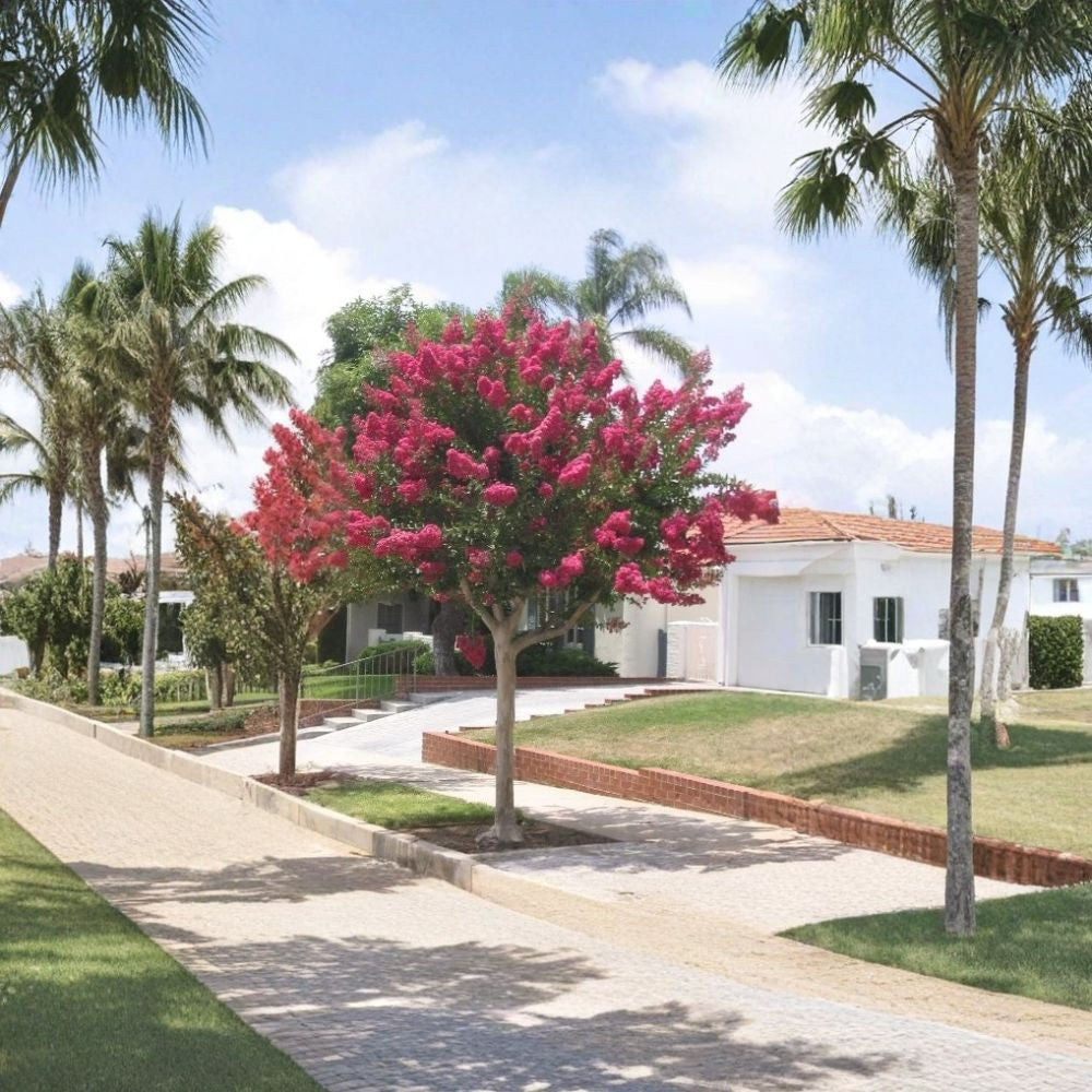 Crape Myrtle – Lagerstroemia indica 5400 Seeds | Mixed Colors | Ready for Cold Stratification Fast Growing Flowering Tree | Long Summer Blooms | Drought Tolerant