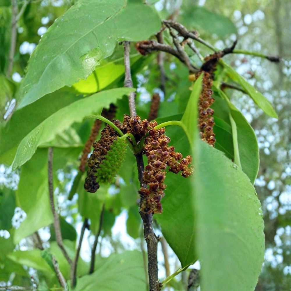 Paper Birch – Betula papyrifera 50 Seeds | Fast Growing Hardy Tree | Cold Tolerant White Exfoliating Bark | Golden Fall Color | Winter Interest
