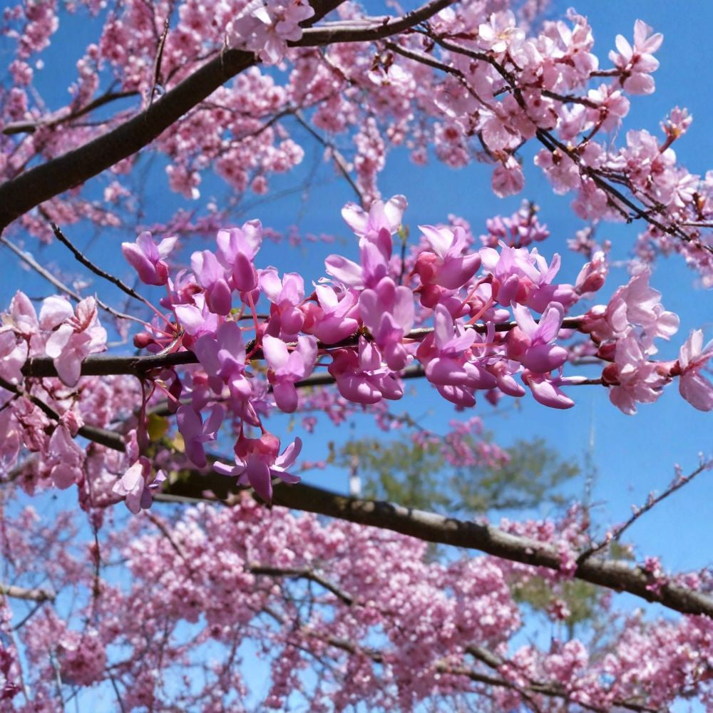 Eastern Redbud – Cercis canadensis (Northern Source) 60 Tree Seeds | Fast Growing | Cold Hardy Zones 4–9 Showy Pink Spring Blooms | Butterfly Friendly | Perfect for Yard or Naturalized Areas