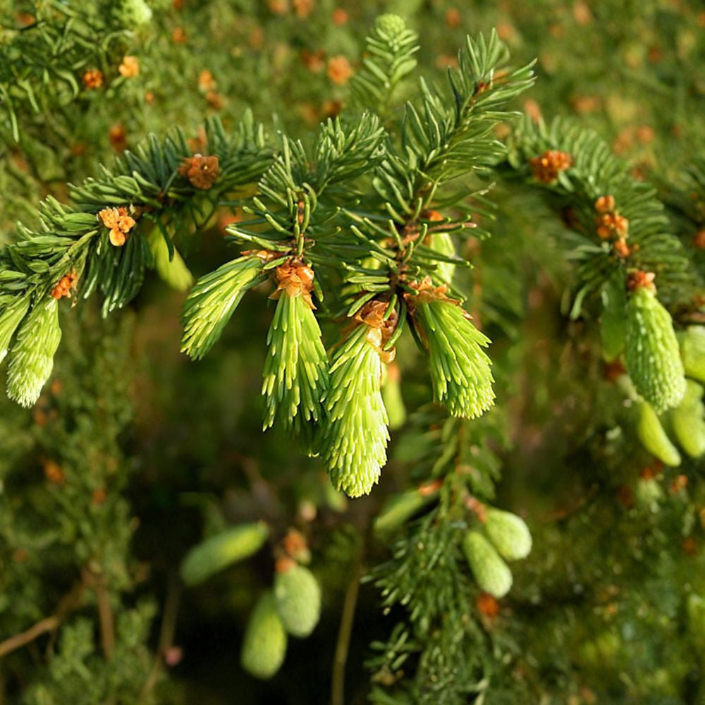 Norway Spruce – Picea abies 800 Seeds | Bulk Pack | Fast-Growing Evergreen Windbreak | Privacy Screen | Christmas Tree Farm | Wildlife Shelter