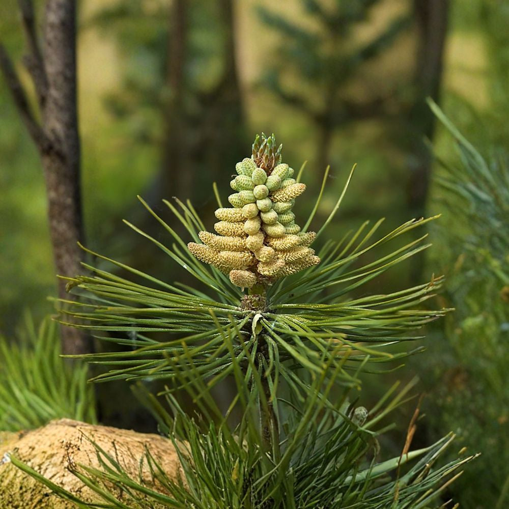 Austrian Pine – Pinus nigra 100 Seeds | Evergreen Conifer | Ready for Cold Stratification Hardy Windbreak Tree | Fast Growing | Drought & Salt Tolerant