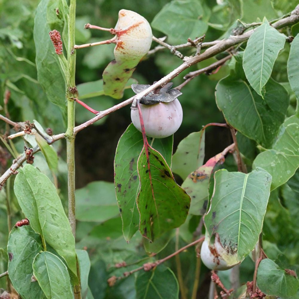 American Persimmon – Diospyros virginiana Tree Seeds | 240 Seeds | Hardy Native Fruit Tree | Edible & Wildlife Friendly