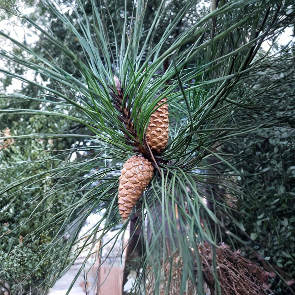 Austrian Pine – Pinus nigra 200 Seeds | Evergreen Conifer | Ready for Cold Stratification Hardy Windbreak Tree | Fast Growing | Drought & Salt Tolerant