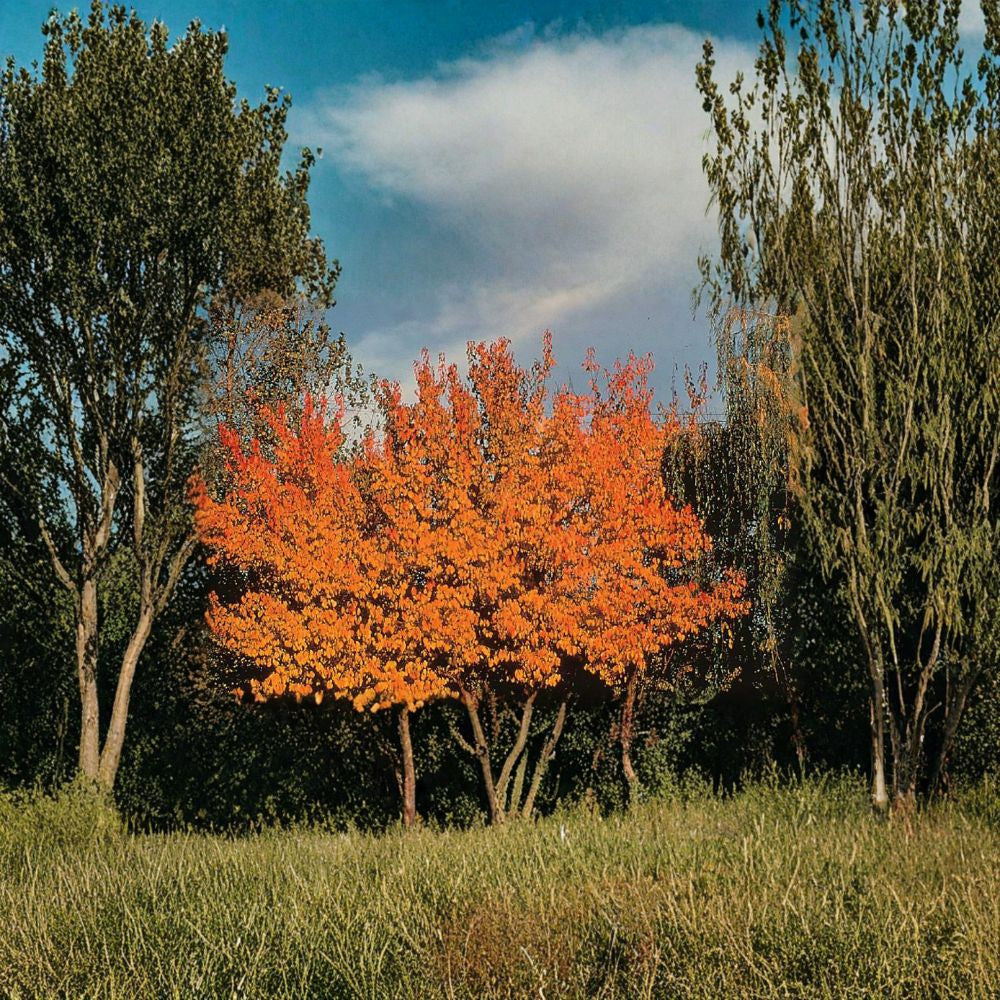 Mandchurian Apricot – Prunus armeniaca mandshurica 32 Seeds | Hardy Edible Fruit Tree | Cold Tolerant Pink Spring Blossoms | Golden Fall Color | Wildlife Friendly