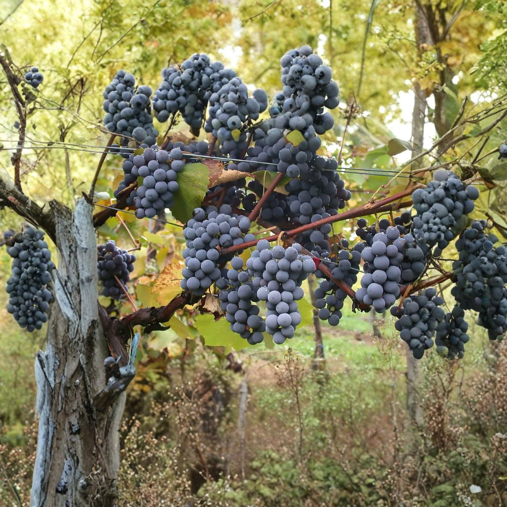 Wine Grape – Vitis vinifera | 20 Seeds Edible Climbing Vine | Fast Growing | Fall Color