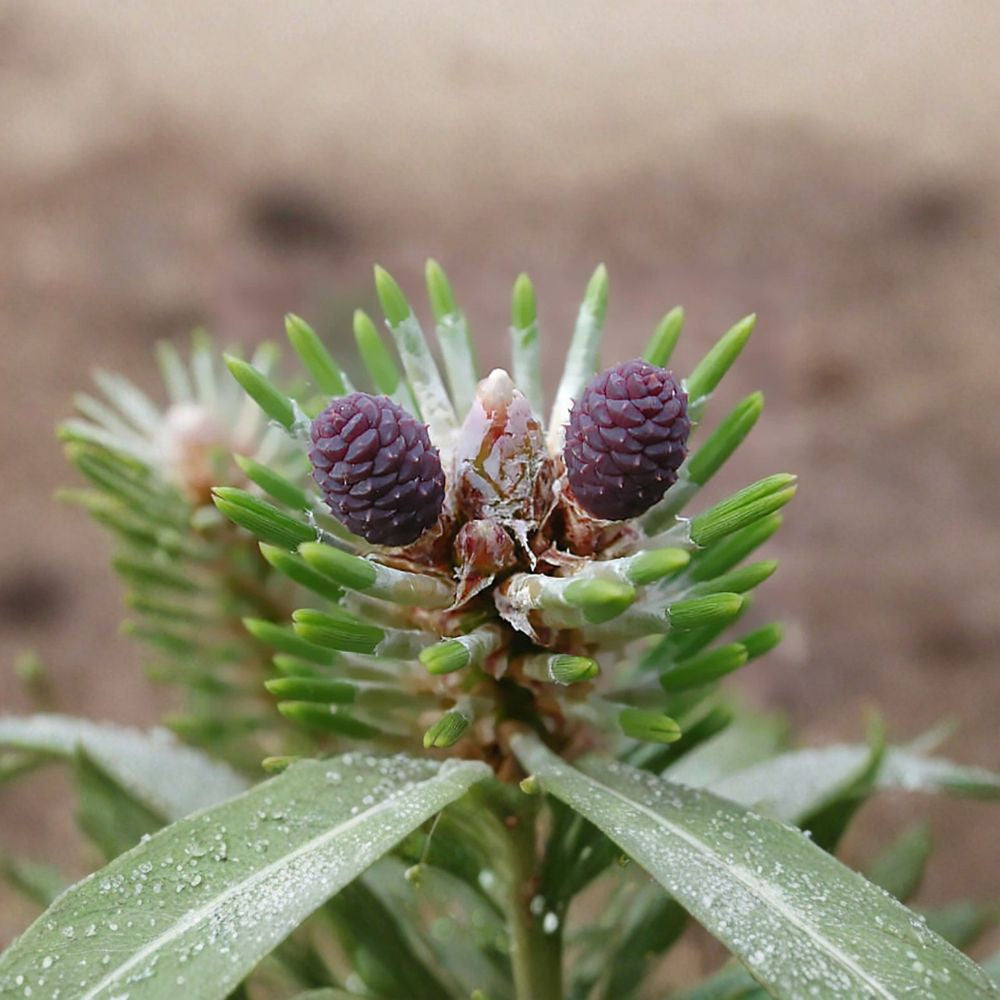 Austrian Pine – Pinus nigra 400 Seeds | Evergreen Conifer | Ready for Cold Stratification Hardy Windbreak Tree | Fast Growing | Drought & Salt Tolerant
