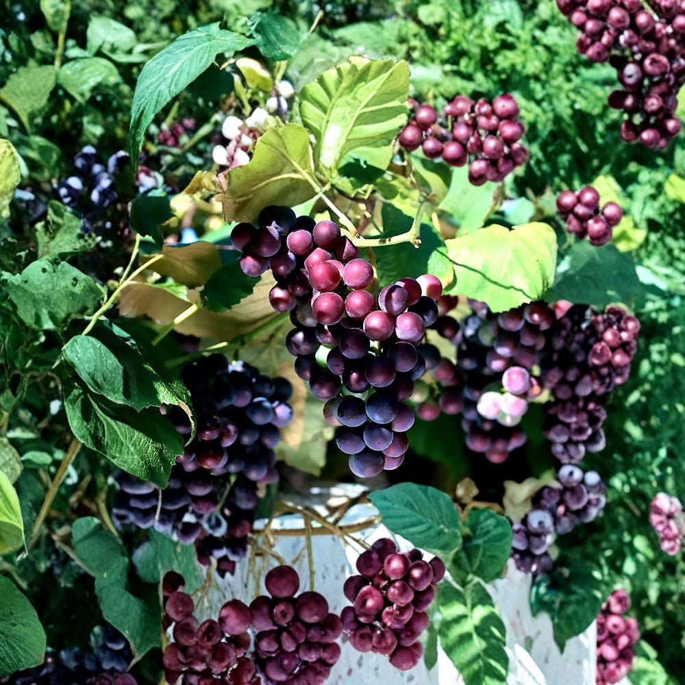 Wine Grape – Vitis vinifera | 60 Seeds Edible Climbing Vine | Fast Growing | Beautiful Fall Color