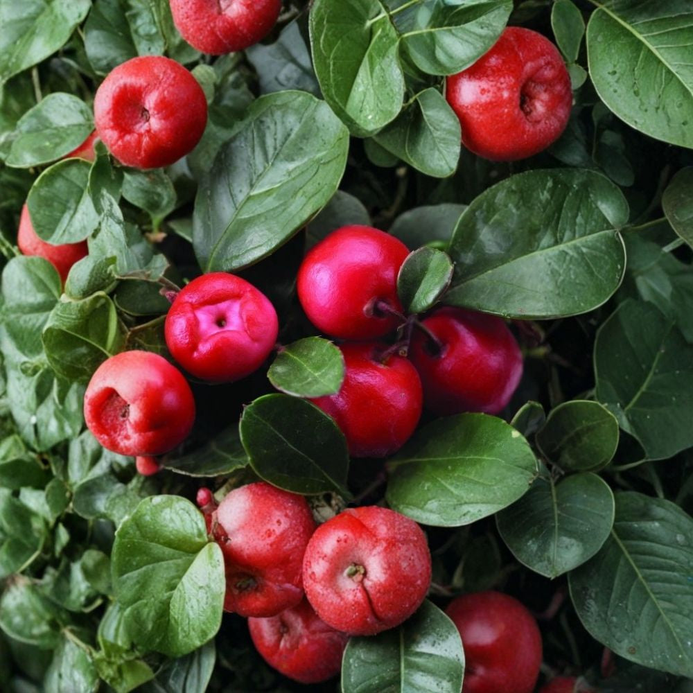 Wintergreen – Gaultheria procumbens Seeds | 30 Seeds | Edible Evergreen Ground Cover | Fragrant Leaves | Woodland Plant
