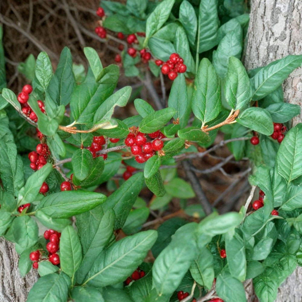 Russet Buffaloberry – Shepherdia canadensis 30 Seeds | Hardy Edible Native Shrub | Fast Growing Wildlife Friendly | Nitrogen Fixing | Cold Hardy Zones 2–6