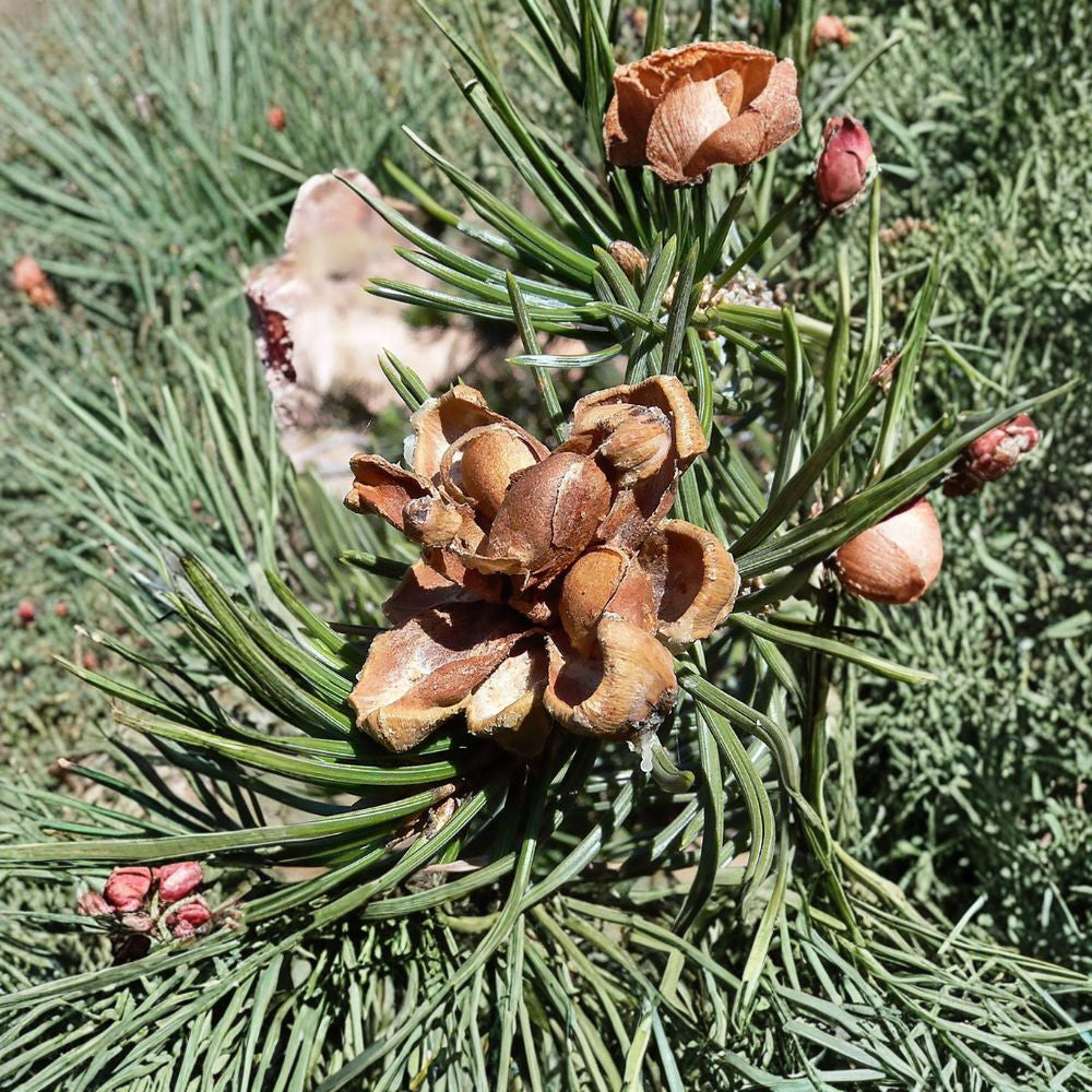 Colorado Pinyon Pine – Pinus cembroides edulis 30 Seeds | Evergreen Conifer | Edible Pine Nuts Hardy Drought Tolerant Tree | Long Lived Native | Bonsai Friendly