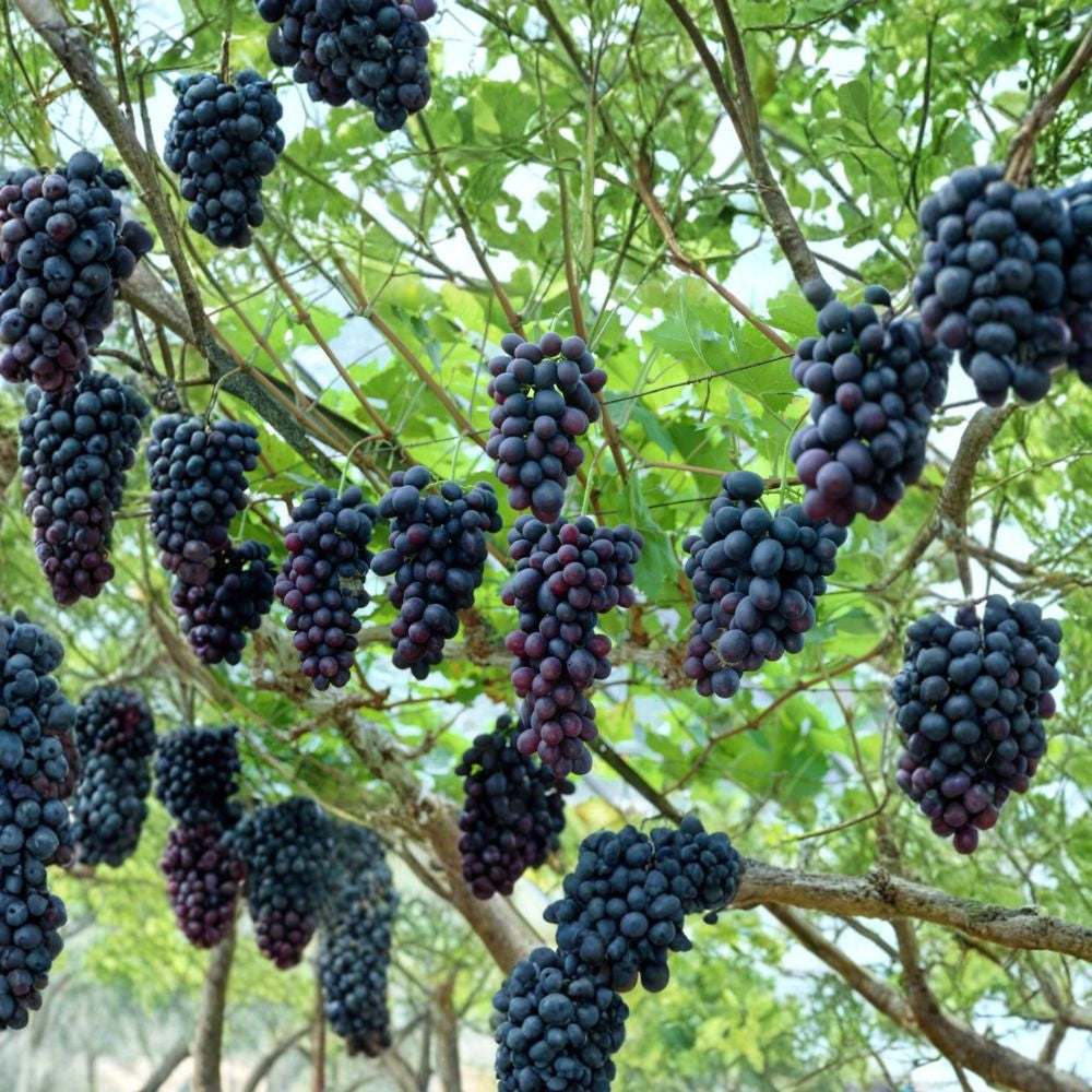 Wine Grape – Vitis vinifera | 960 Seeds Edible Climbing Vine | Fast Growing | Beautiful Fall Color