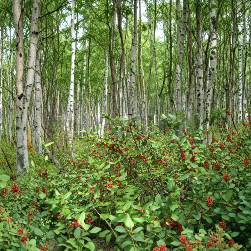 Russet Buffaloberry – Shepherdia canadensis 1600 Seeds | Hardy Edible Native Shrub | Fast Growing Wildlife Friendly | Nitrogen Fixing | Cold Hardy Zones 2–6