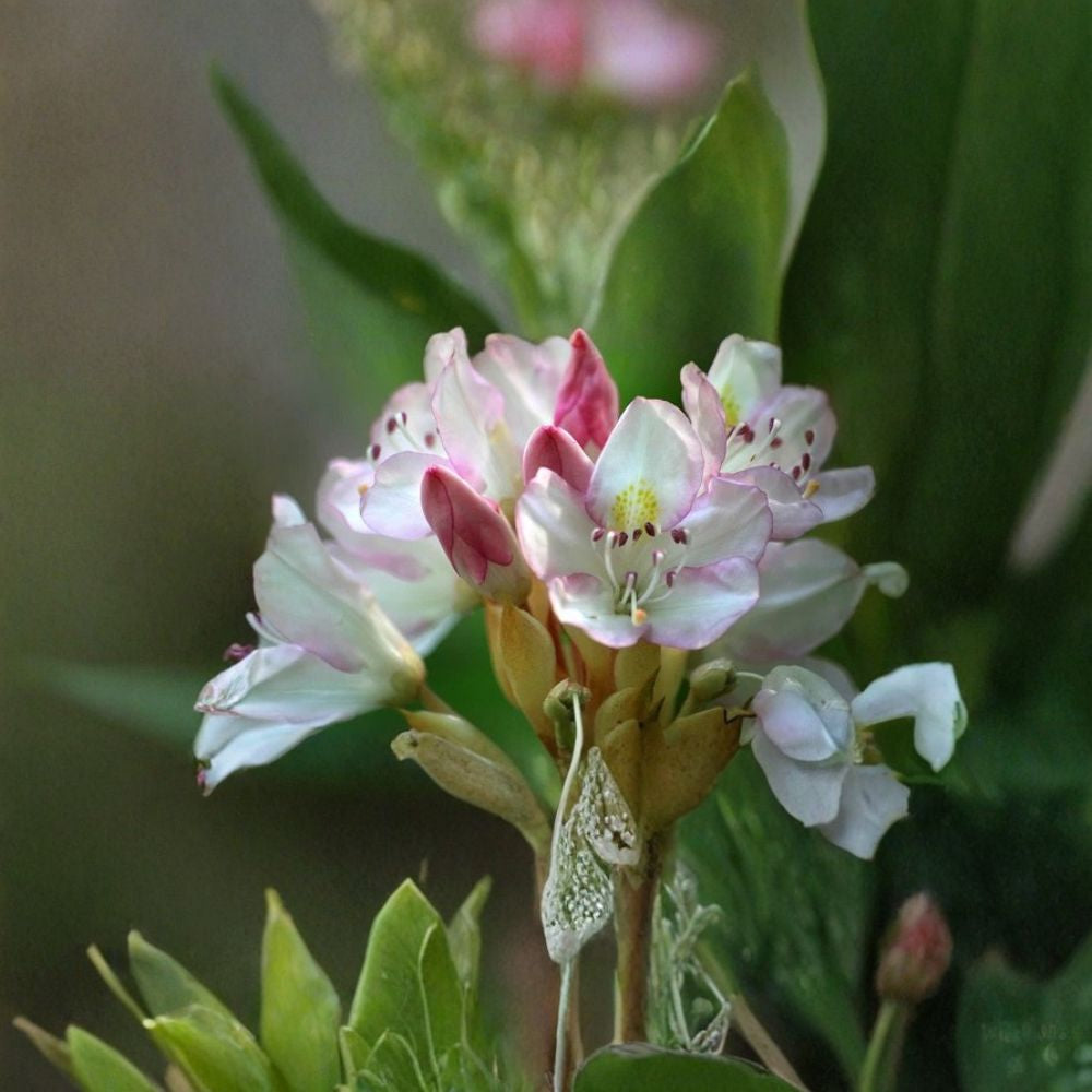 Rosebay Rhododendron – Rhododendron maximum Shrub Seeds | 1800 Seeds | Hardy Evergreen Woodland Shrub | Showy Shade Blooms