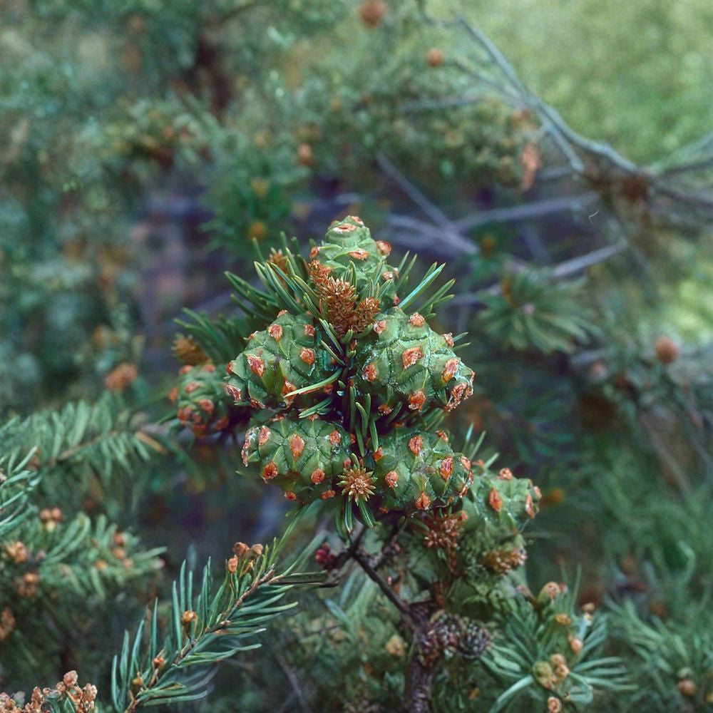 Colorado Pinyon Pine – Pinus cembroides edulis 240 Seeds | Evergreen Conifer | Edible Pine Nuts Hardy Drought Tolerant Tree | Long Lived Native | Bonsai Friendly