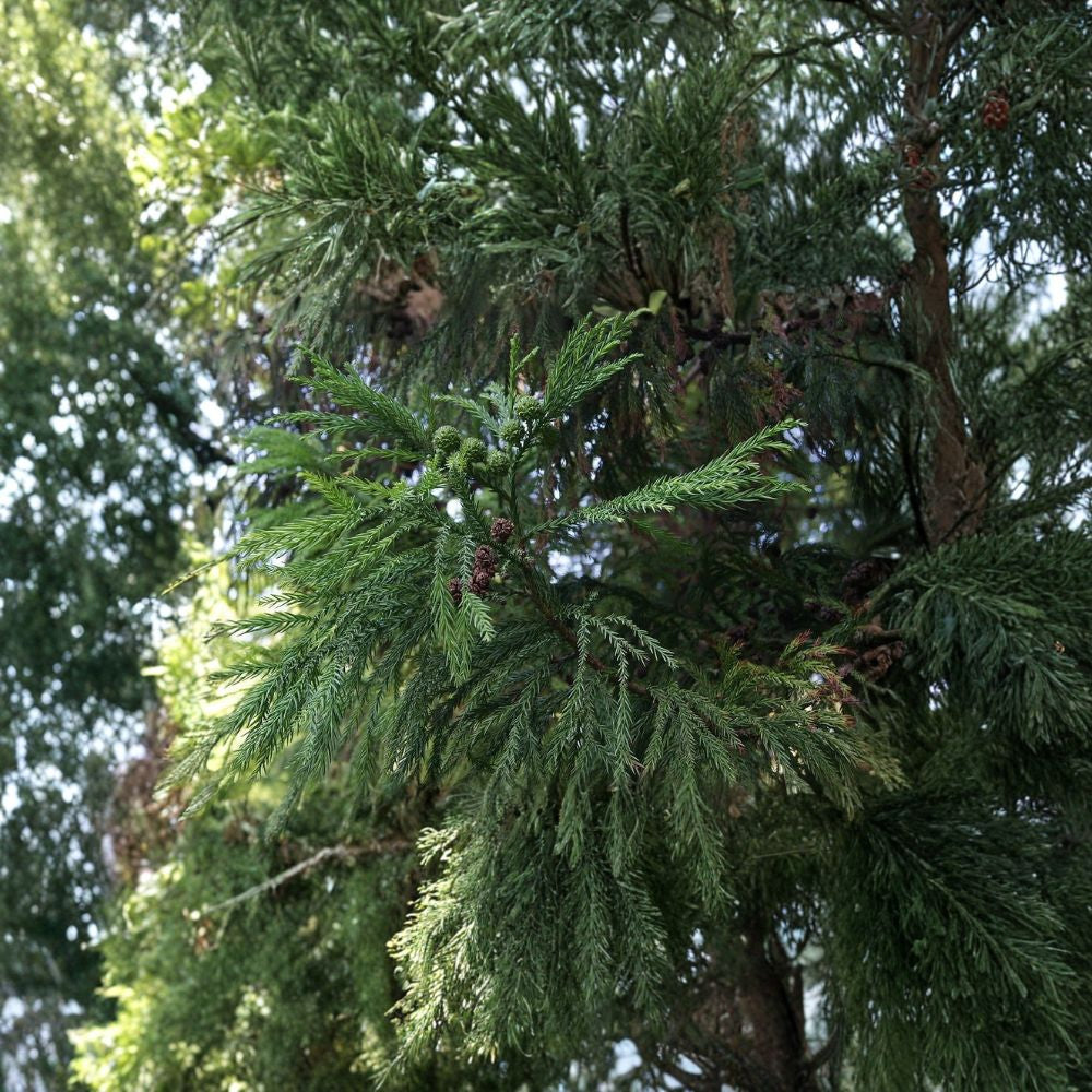 Japanese Red Cedar – Cryptomeria japonica 600 Seeds | Fast Growing Evergreen | Bonsai & Privacy Tree Bulk Pack for Nursery, Screening & Reforestation