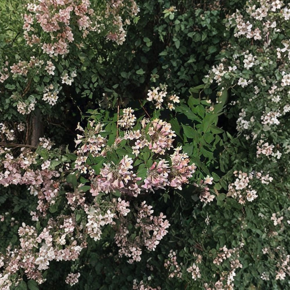 Beauty Bush – Kolkwitzia amabilis 1600 Seeds | Hardy Flowering Shrub | Showy Spring Blooms Fast Growing | Cold Tolerant | Beautiful Fall Color