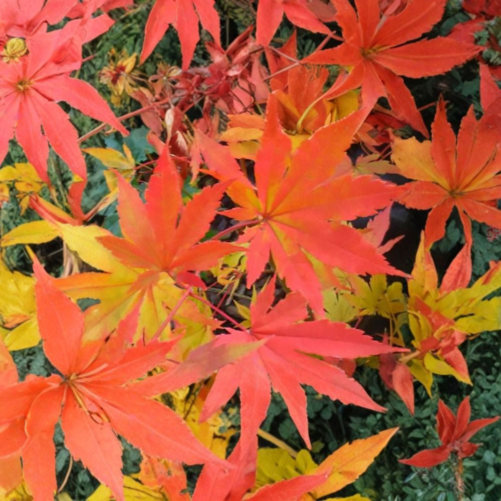 Korean Maple – Acer pseudosieboldianum Seeds | 30 Seeds | Showy Fall Color Tree | Cold Hardy Ornamental | Bonsai Friendly