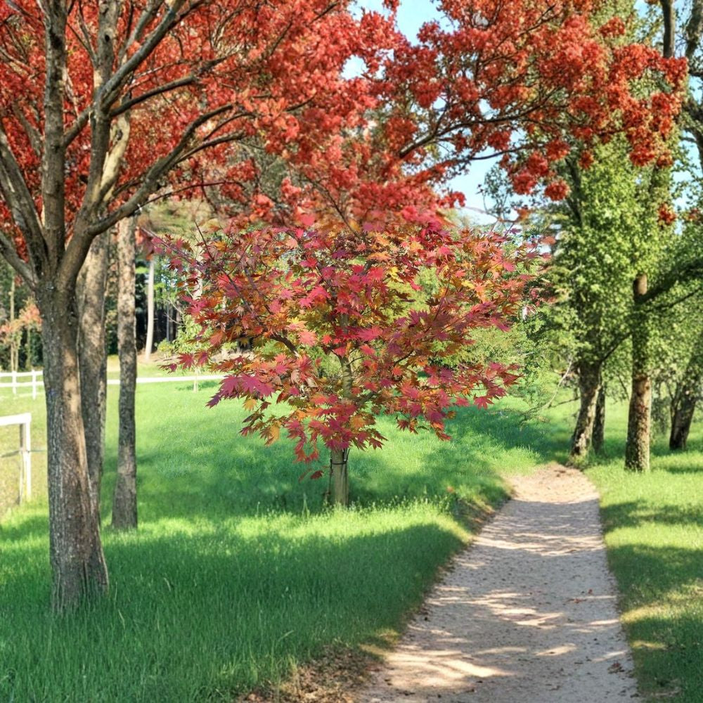 Korean Maple – Acer pseudosieboldianum Seeds | 120 Seeds | Showy Fall Color Tree | Cold Hardy Ornamental | Bonsai Friendly
