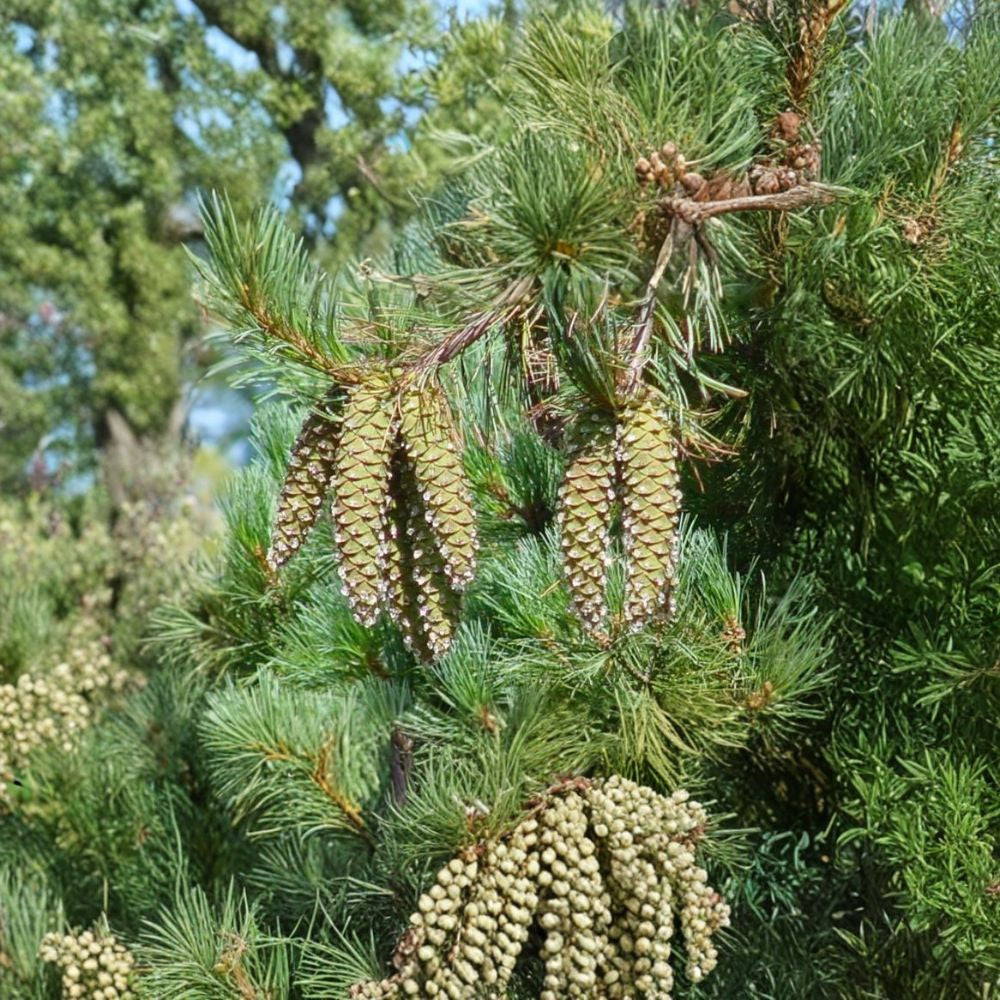 Western White Pine – Pinus monticola 60 Seeds | Evergreen Conifer | Hardy Timber Tree Fast Growing | Cold Hardy | Wind & Drought Tolerant