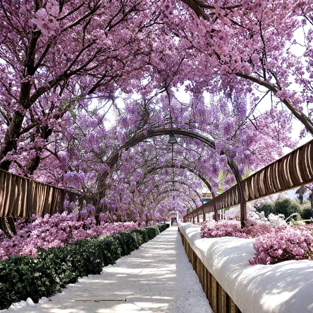 Blue Chinese Wisteria Vine – Wisteria sinensis 8 Seeds | Fast Growing Flowering Vine | Hardy & Fragrant Showy Spring Blooms | Arbor & Pergola Climber | Bonsai Friendly