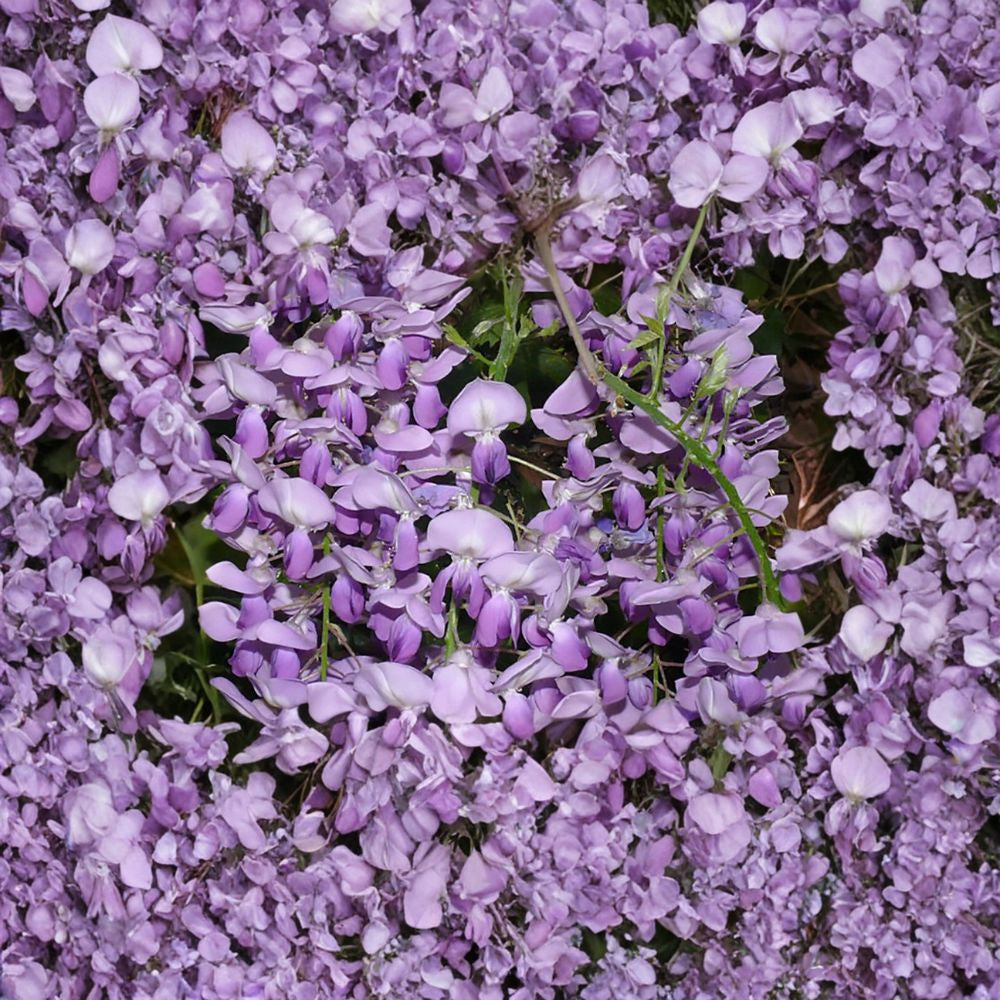 Blue Chinese Wisteria Vine – Wisteria sinensis 16 Seeds | Fast Growing Flowering Vine | Hardy & Fragrant Showy Spring Blooms | Arbor & Pergola Climber | Bonsai Friendly