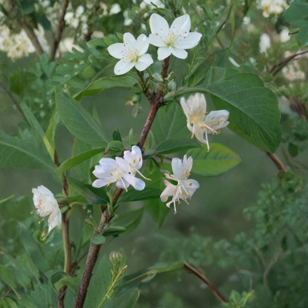 Winter Honeysuckle – Lonicera fragrantissima | 50 Seeds Fragrant Hardy Shrub | Fast Growing | Late Winter Blooms