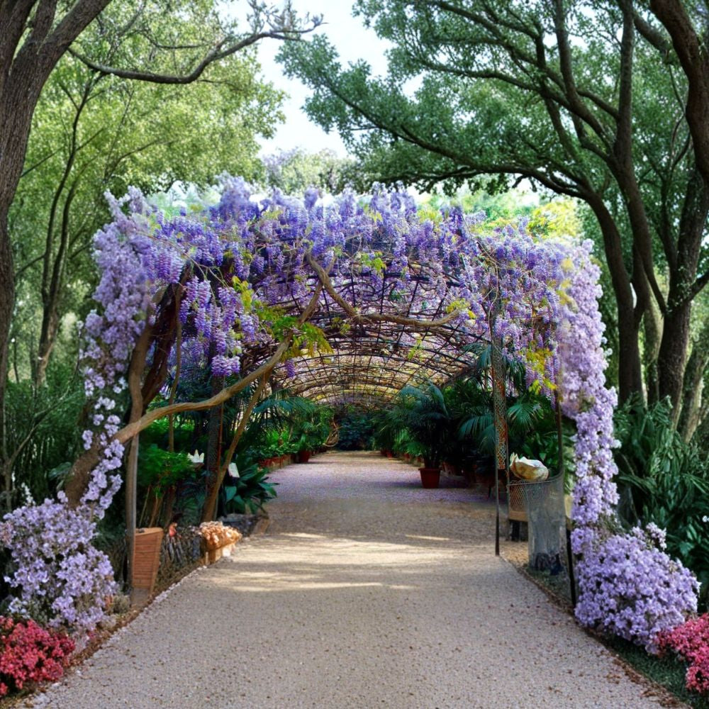 Blue Chinese Wisteria Vine – Wisteria sinensis 32 Seeds | Fast Growing Flowering Vine | Hardy & Fragrant Showy Spring Blooms | Arbor & Pergola Climber | Bonsai Friendly
