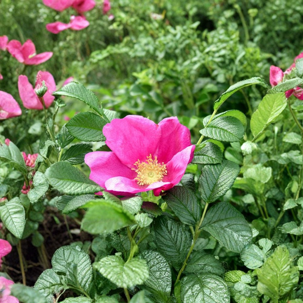 Pink Rugosa Rose – Rosa rugosa 30 Seeds | Hardy Flowering Shrub | Edible Rose Hips Fragrant Hedge Plant | Cold Hardy | Fast Growing Landscape Shrub