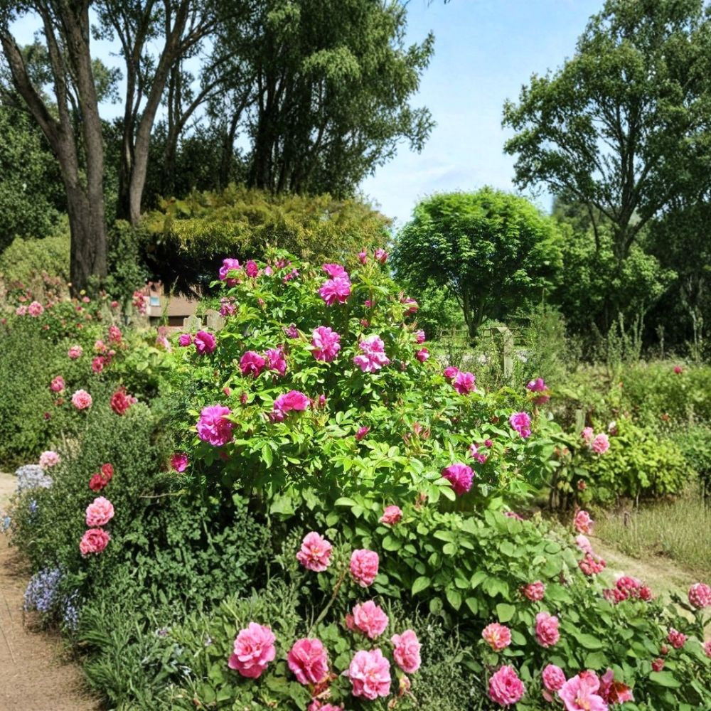 Pink Rugosa Rose – Rosa rugosa 100 Seeds | Hardy Flowering Shrub | Edible Rose Hips Fragrant Hedge Plant | Cold Hardy | Fast Growing Landscape Shrub