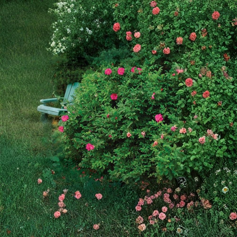 Pink Rugosa Rose – Rosa rugosa 200 Seeds | Hardy Flowering Shrub | Edible Rose Hips Fragrant Hedge Plant | Cold Hardy | Fast Growing Landscape Shrub