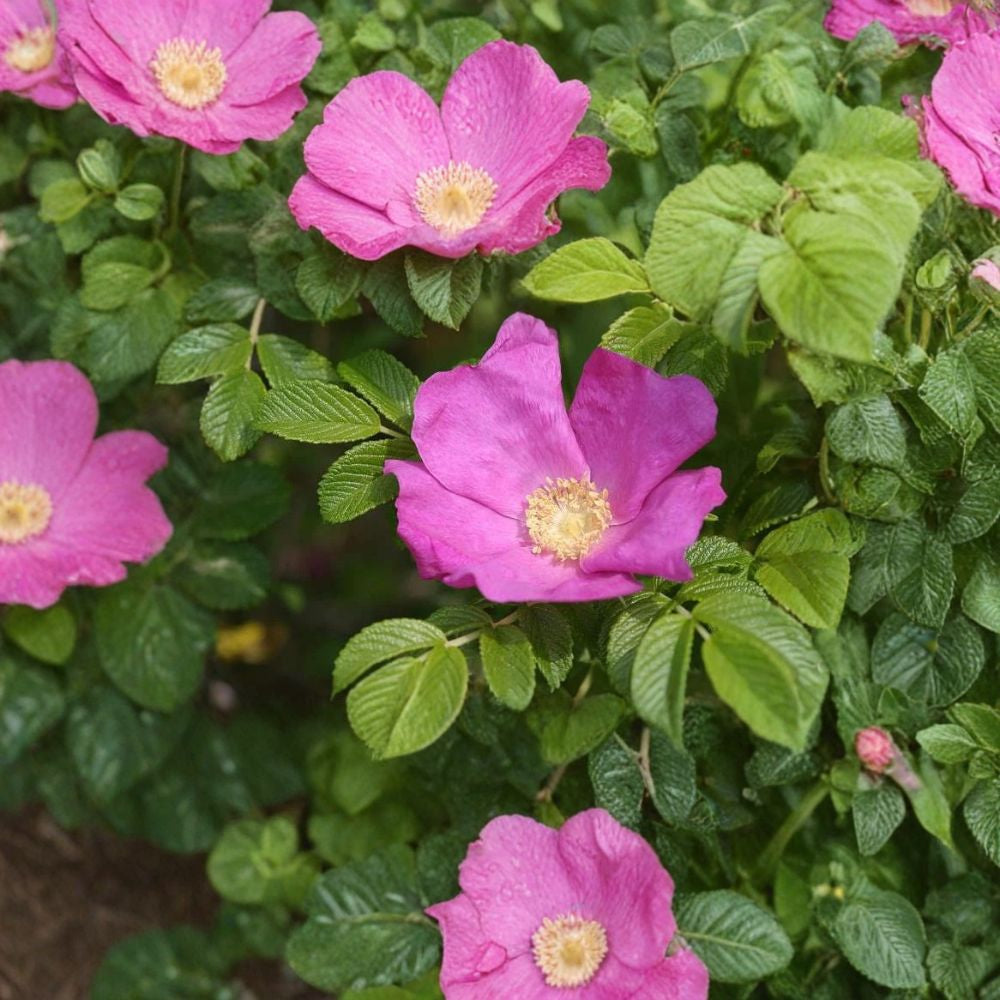 Pink Rugosa Rose – Rosa rugosa 400 Seeds | Hardy Flowering Shrub | Edible Rose Hips Fragrant Hedge Plant | Cold Hardy | Fast Growing Landscape Shrub