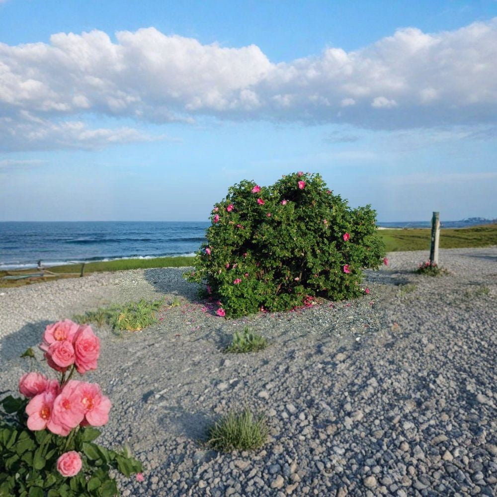 Pink Rugosa Rose – Rosa rugosa 800 Seeds | Hardy Flowering Shrub | Edible Rose Hips Fragrant Hedge Plant | Cold Hardy | Fast Growing Landscape Shrub