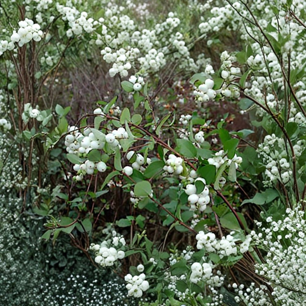 Snowberry Shrub – Symphoricarpos albus Seeds | 30 Seeds | Hardy Native Shrub | White Winter Berries | Wildlife Friendly