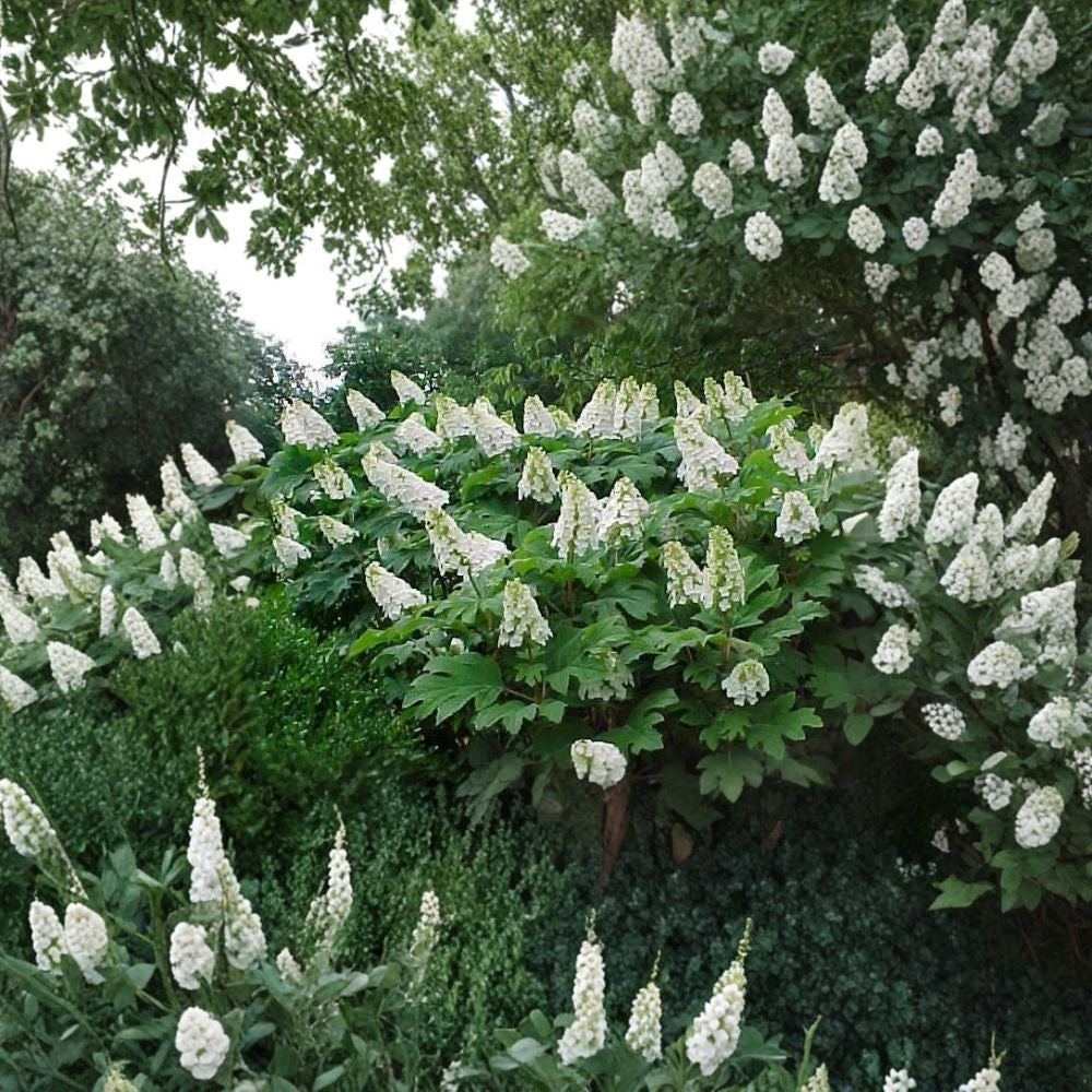 Oakleaf Hydrangea – Hydrangea quercifolia 50 Seeds | Showy Flowering Shrub | Stunning Fall Color Fragrant Blooms | Exfoliating Bark | Native Landscape Favorite