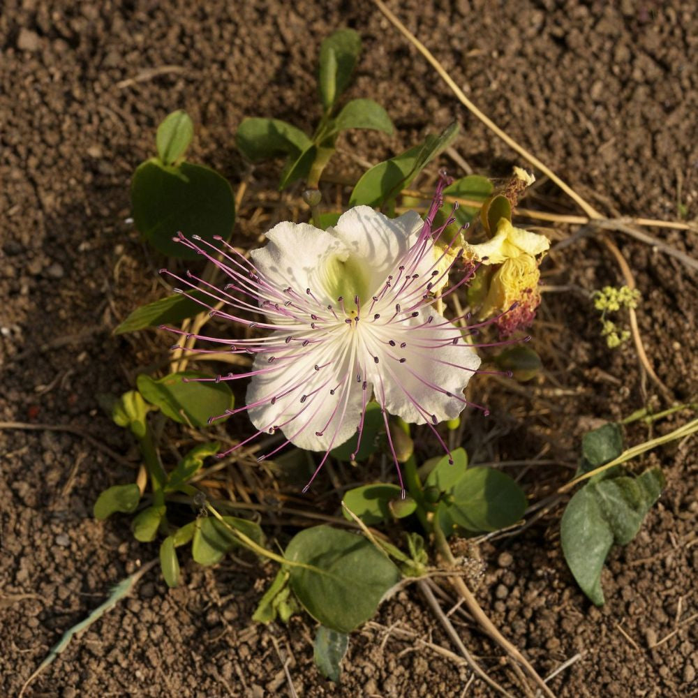 Caper Bush – Capparis spinosa Seeds | 20 Seeds | Edible Flower Buds | Fragrant Blooms | Heat & Drought Tolerant