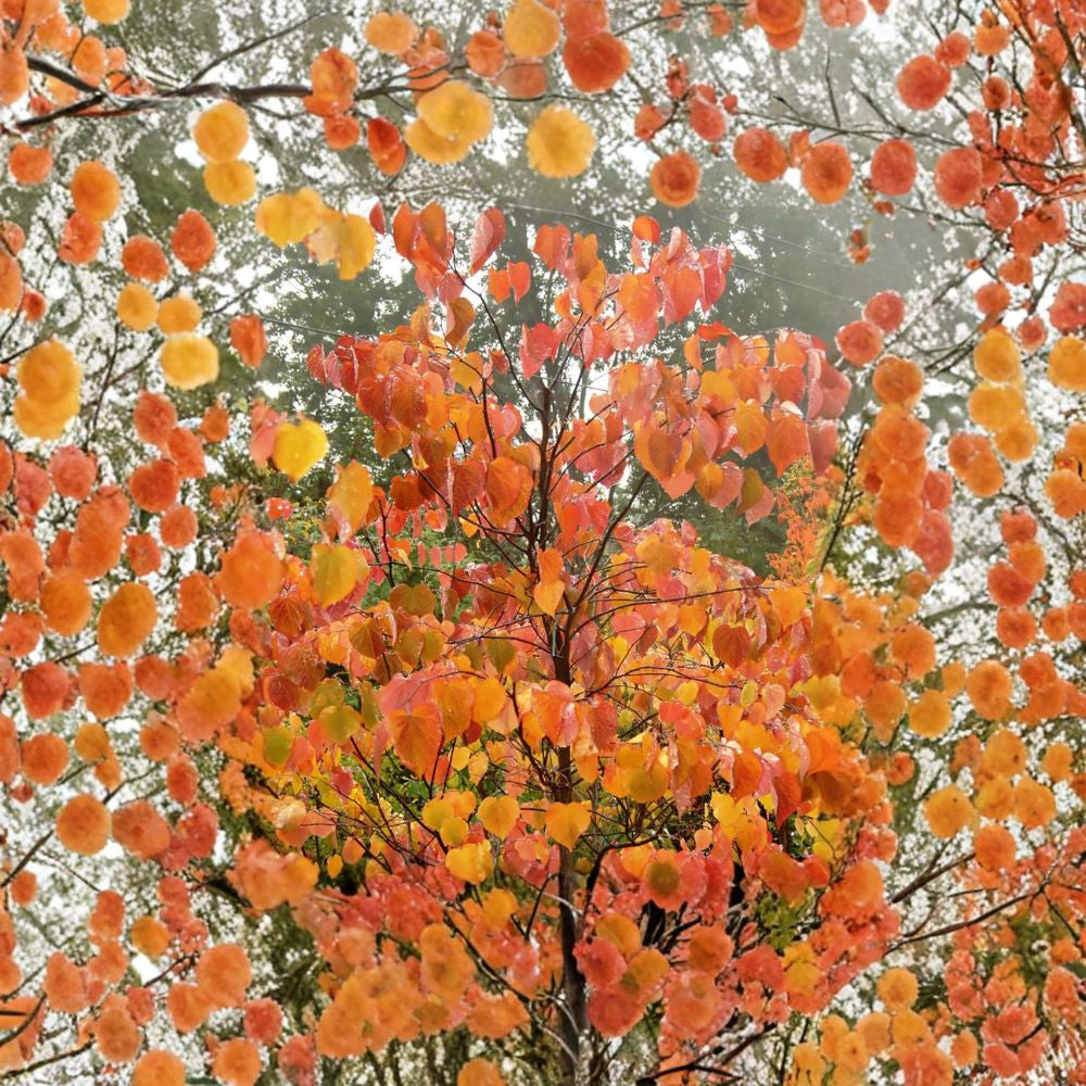 Eastern Redbud – Cercis canadensis (Northern Source) 480 Tree Seeds | Fast Growing | Cold Hardy Zones 4–9 Showy Pink Spring Blooms | Butterfly Friendly | Ideal for Landscaping & Naturalized Plantings