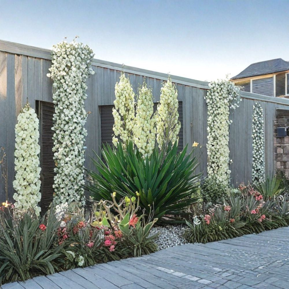 Adam’s Needle – Yucca filamentosa 30 Seeds | Hardy Evergreen | Showy White Blooms Spanish Bayonet | Drought Tolerant | Architectural Accent Plant