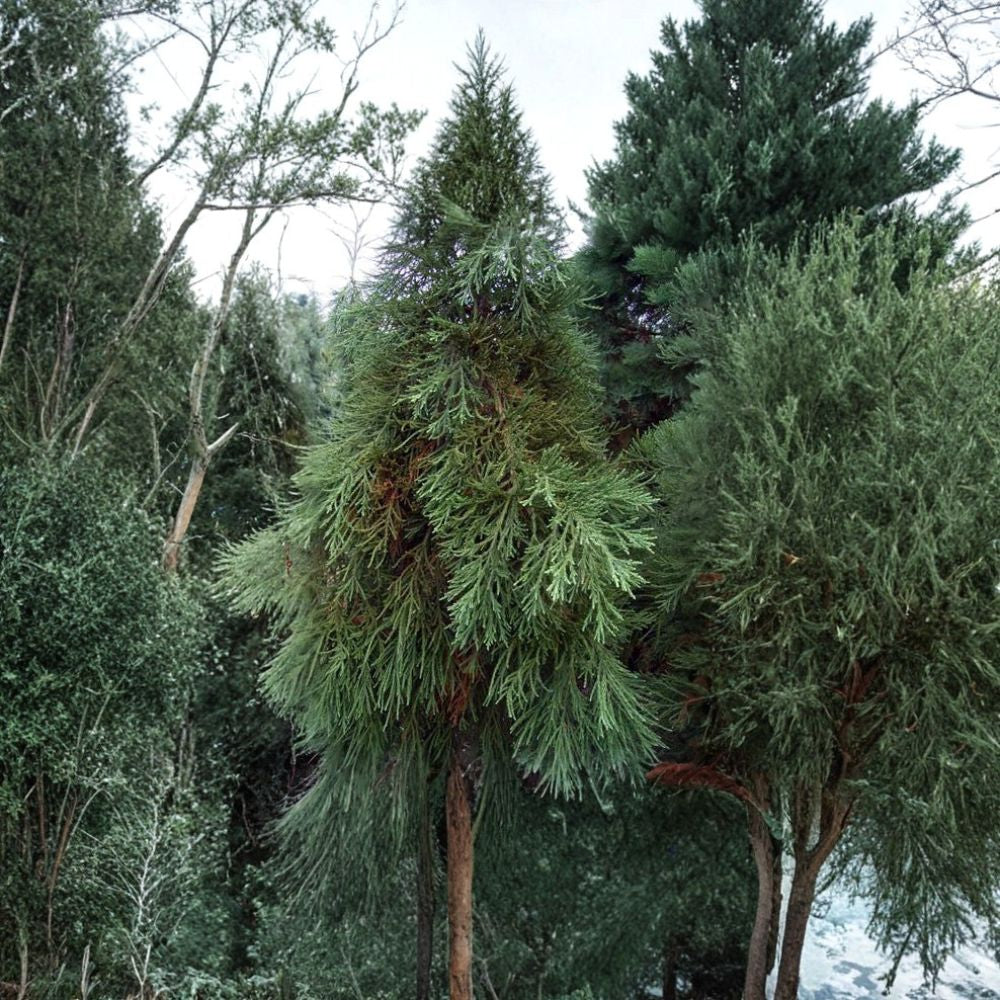 Giant Sequoia Tree Seeds – Sequoiadendron giganteum | 960 Seeds Massive Evergreen | Long-Lived | Redwood | Bulk Reforestation Pack