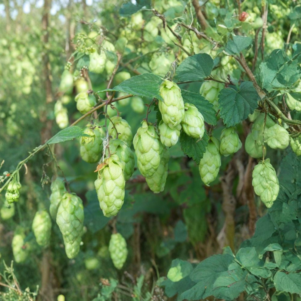 Hops – Humulus lupulus 60 Seeds | Hardy Perennial Climbing Vine Fast Growing | Fragrant Cones | Brewing & Herbal Use | Butterfly Friendly