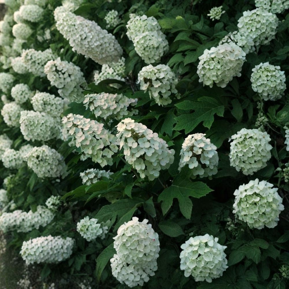 Oakleaf Hydrangea – Hydrangea quercifolia 150 Seeds | Showy Flowering Shrub | Stunning Fall Color Fragrant Blooms | Exfoliating Bark | Native Woodland Favorite
