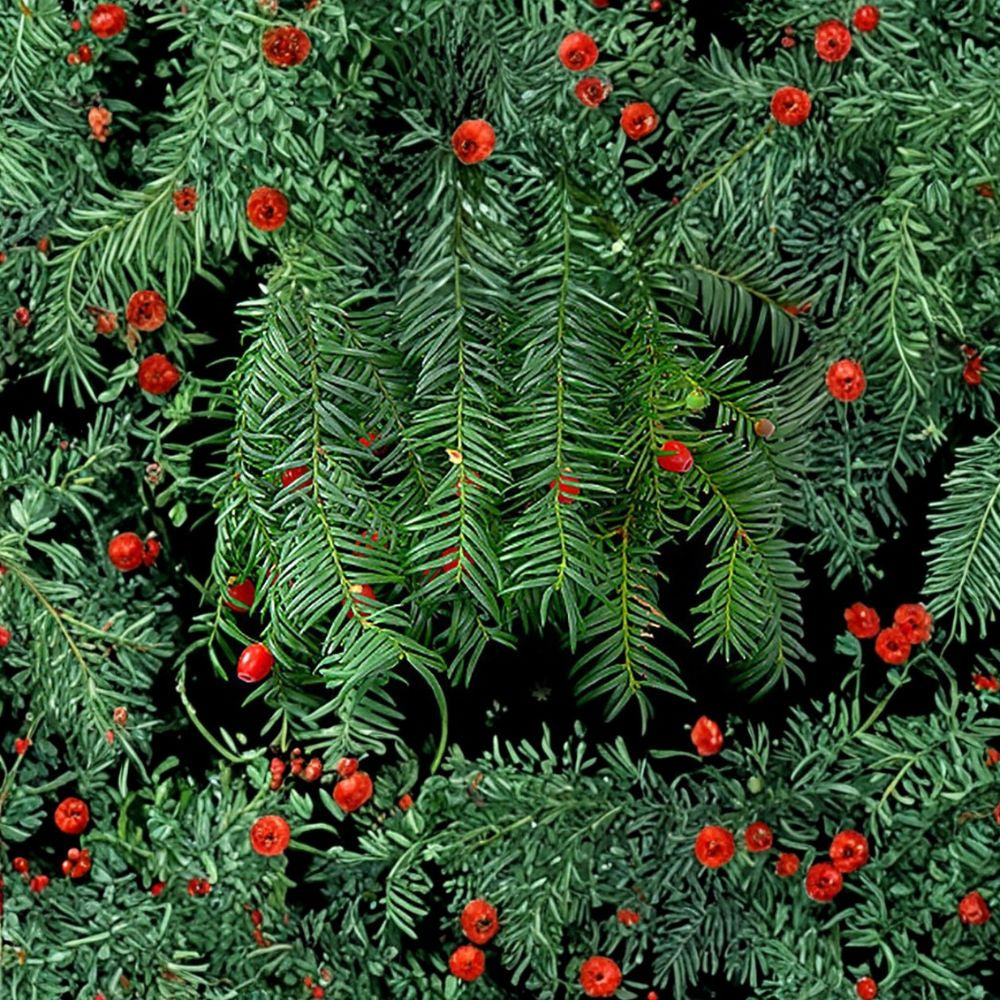 English Yew – Taxus baccata 240 Seeds | Evergreen Conifer | Hardy Landscape Classic Topiary Favorite | Shade Tolerant | Long-Lived Ornamental Tree
