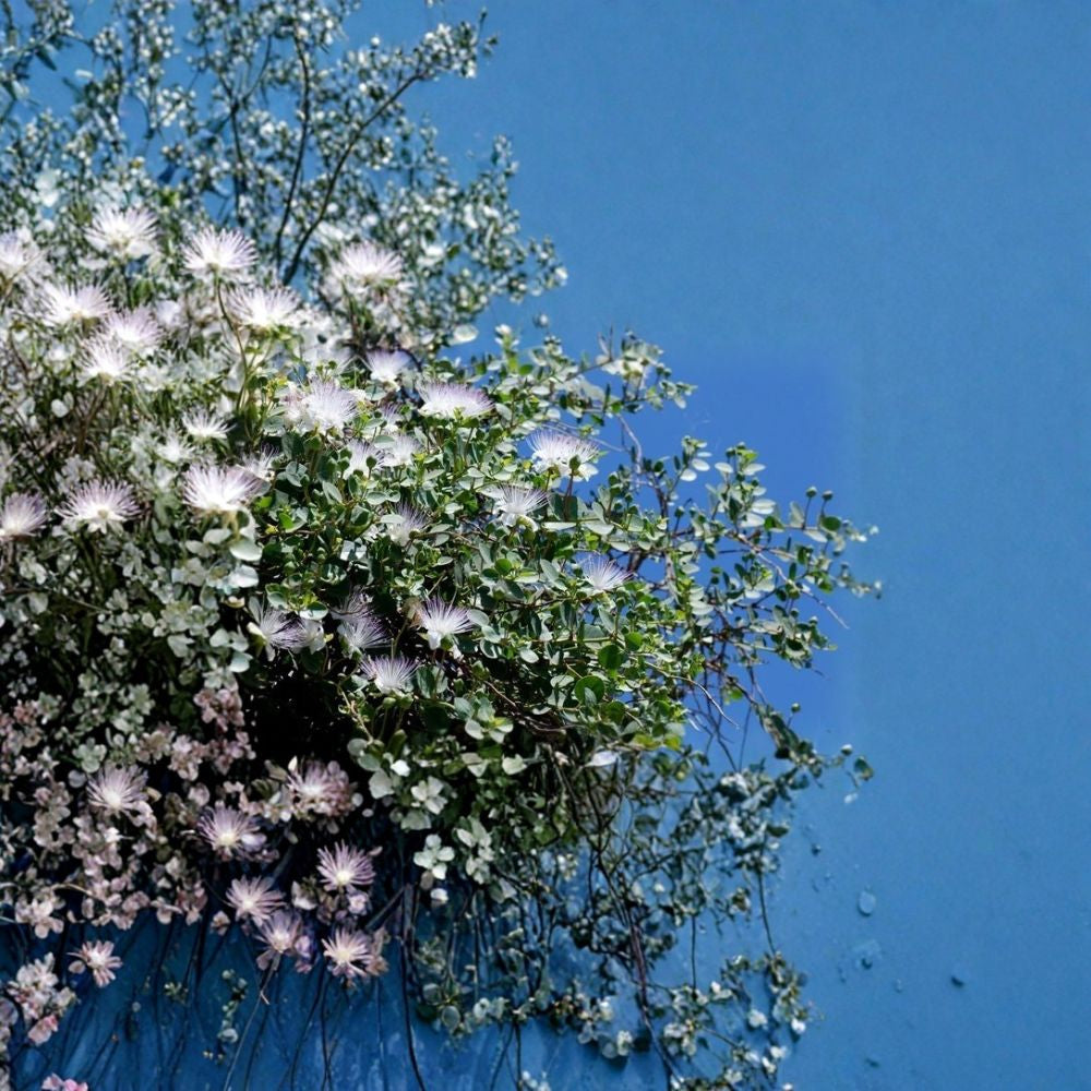 Caper Bush – Capparis spinosa Seeds | 240 Seeds | Edible Capers | Fragrant Mediterranean Shrub | Heat & Drought Tolerant
