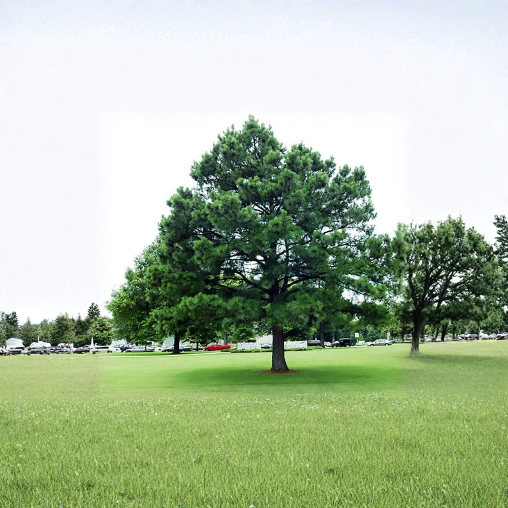 Austrian Pine – Pinus nigra Seeds | 30 Seeds | Hardy Evergreen Tree | Fast Growing | Bonsai & Windbreak