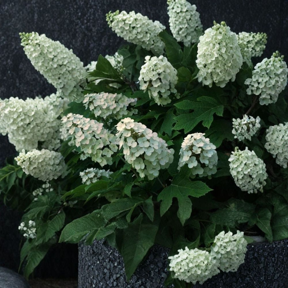 Oakleaf Hydrangea – Hydrangea quercifolia 5400 Seeds | Showy Flowering Shrub | Stunning Fall Color Fragrant Blooms | Exfoliating Bark | Native Woodland Favorite