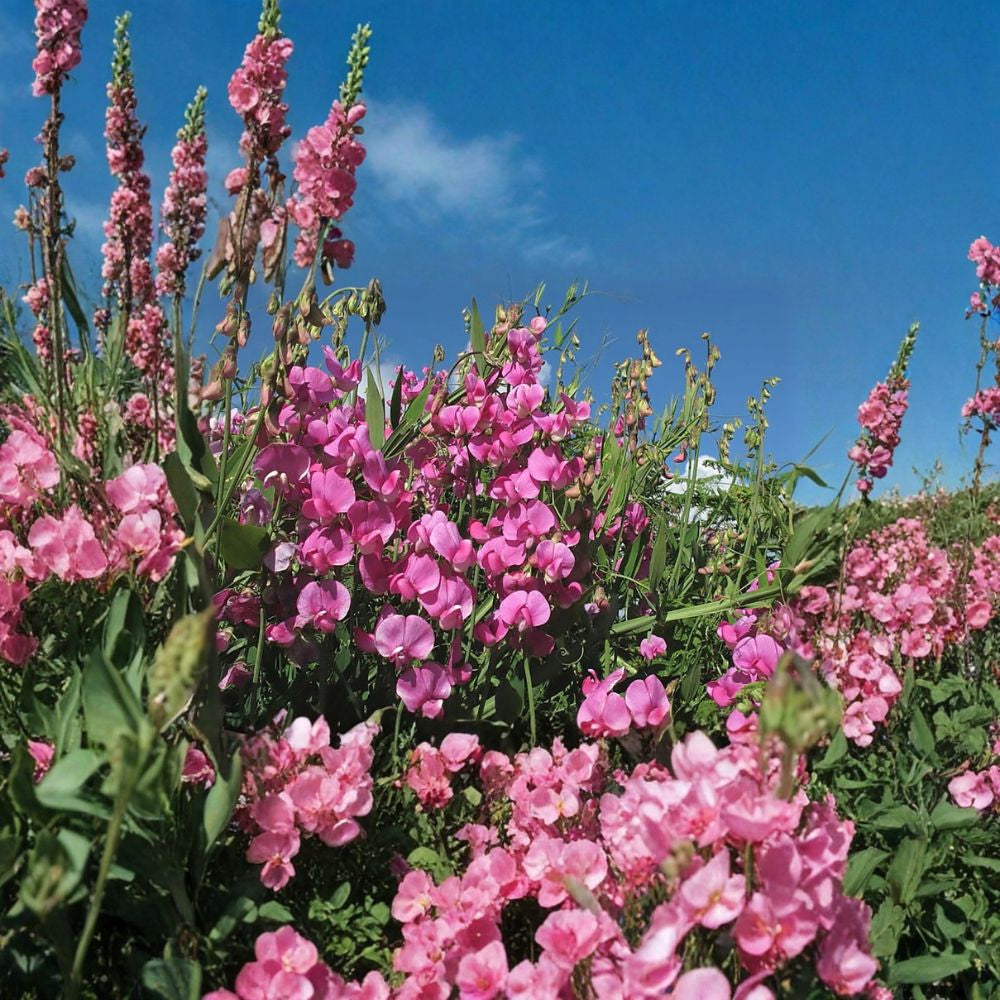 Perennial Pea – Lathyrus latifolius 60 Seeds | Hardy Climbing Vine | Long Summer Blooms Everlasting Pea | Attracts Hummingbirds | Easy to Grow Perennial