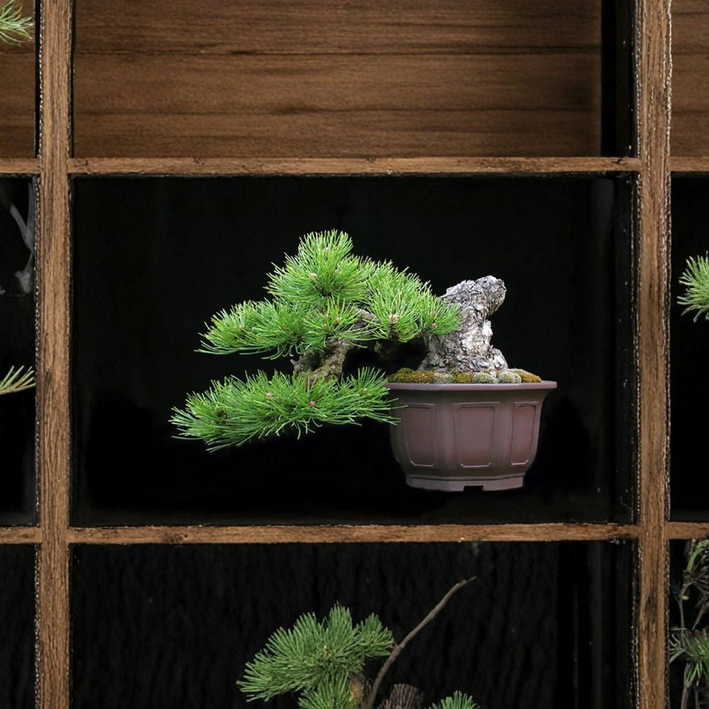 Austrian Pine – Pinus nigra Seeds | 400 Seeds | Hardy Evergreen Tree | Fast Growing | Windbreak & Bonsai