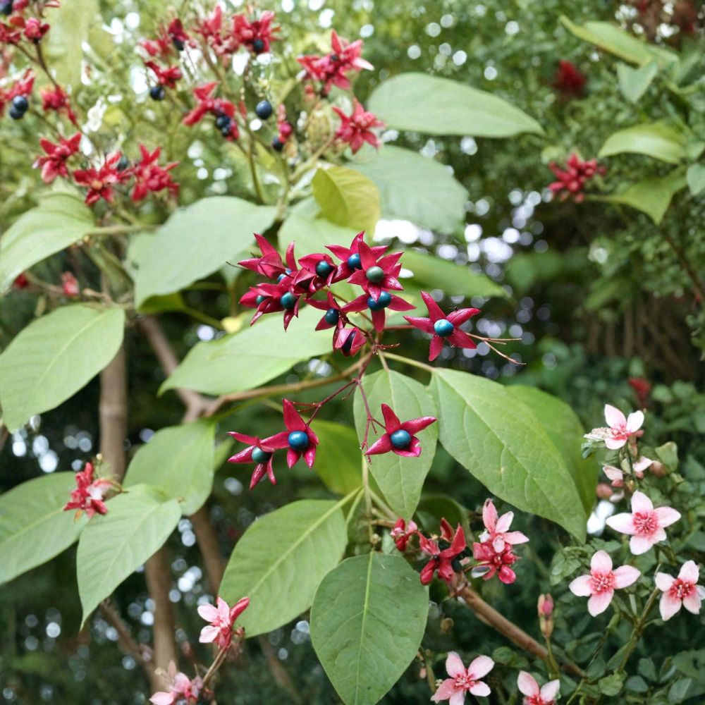 Harlequin Glorybower – Clerodendron trichotomum 30 Seeds | Fragrant Flowering Tree | Showy Blue Fruit Late Summer Blooms | Ornamental Specimen | Unique Garden Tree
