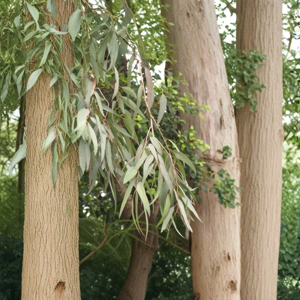 Eucalyptus citriodora – Lemon Scented Gum Seeds | 1,800 Seeds | Fast Growing Fragrant Evergreen Tree